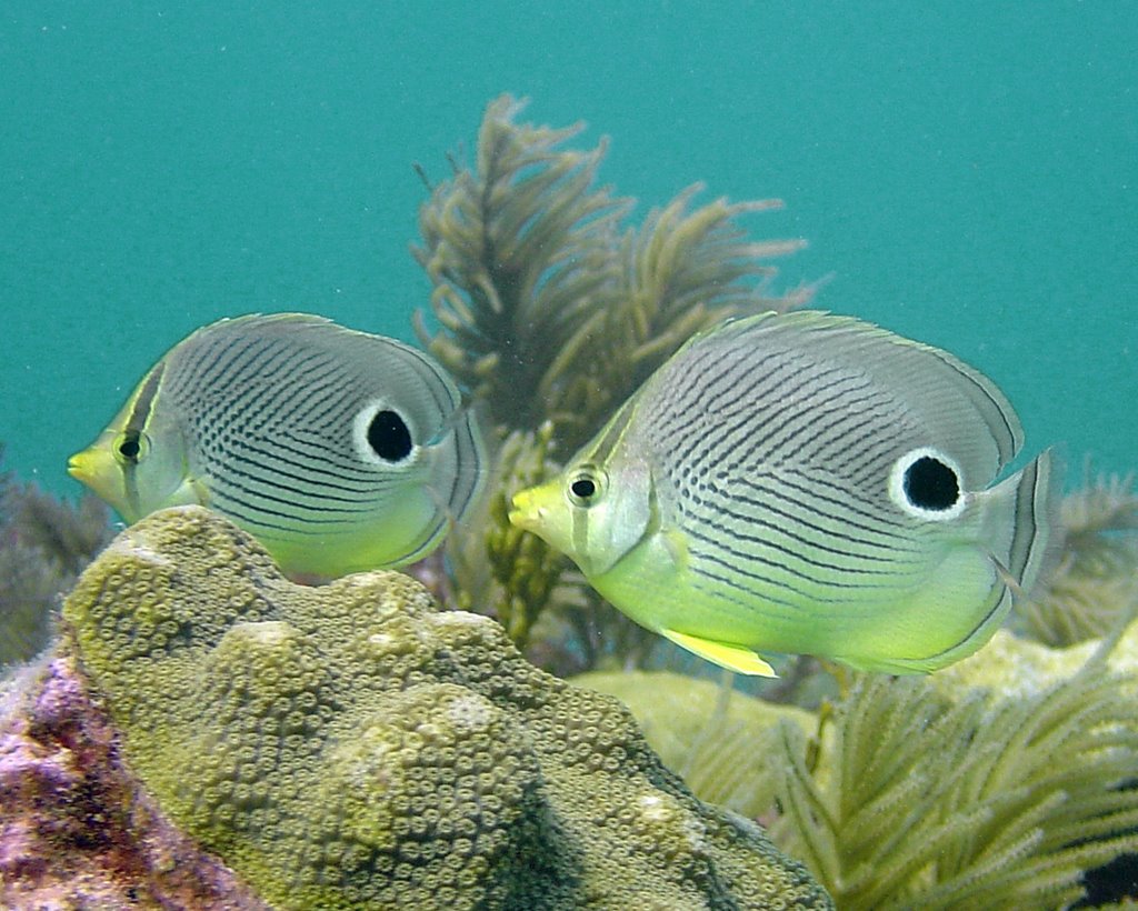 Chaetodon capistratus (Pesce farfalla quattr'occhi)